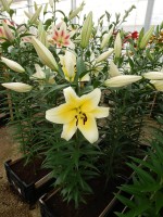 [4151 Catina No01.JPG]